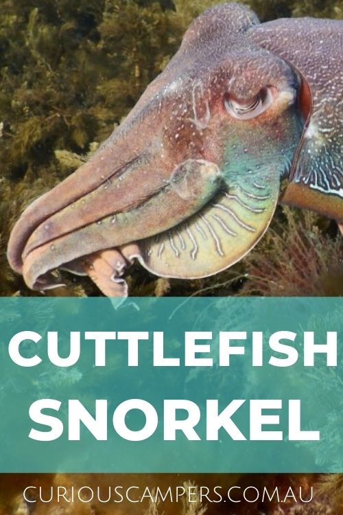 Whyalla Cuttlefish