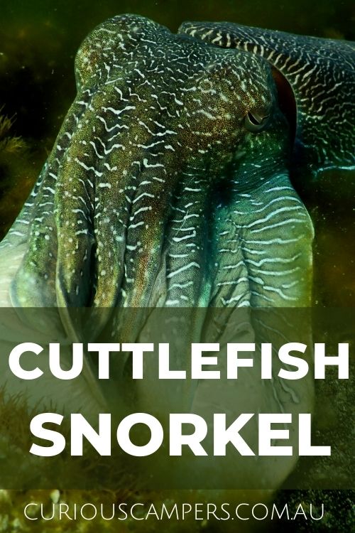 Whyalla Cuttlefish