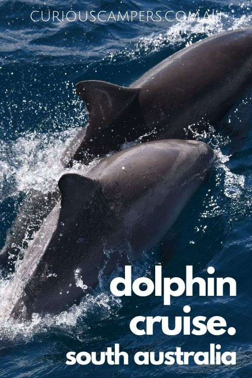 Dolphin Cruises Adelaide