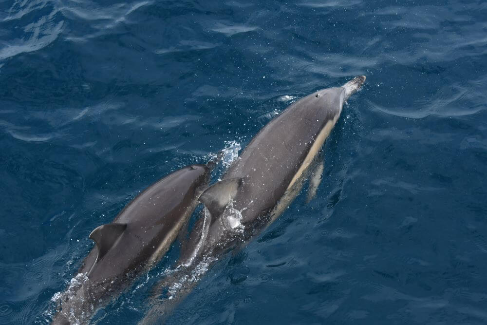 Adelaide dolphin Cruise
