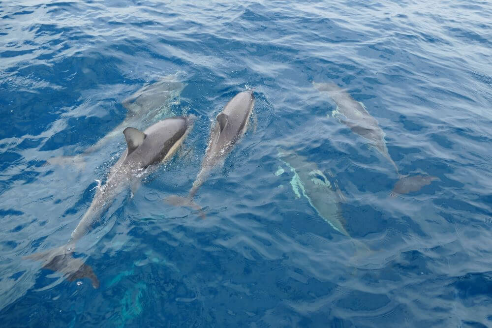 Adelaide Dolphins Cruise