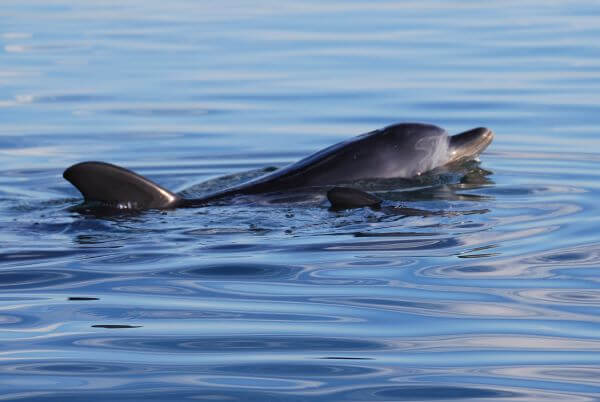 Bunbury Dolphins