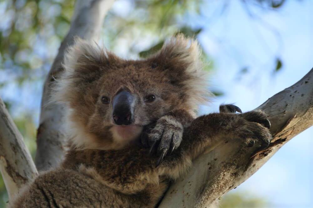 Koala at Belair National Park