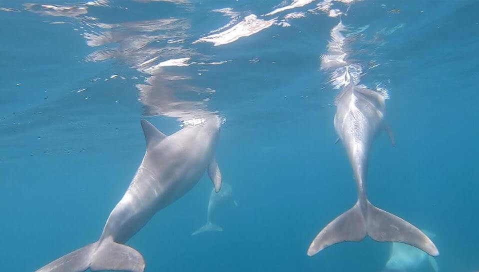 Kangaroo Island Dolphin Swim