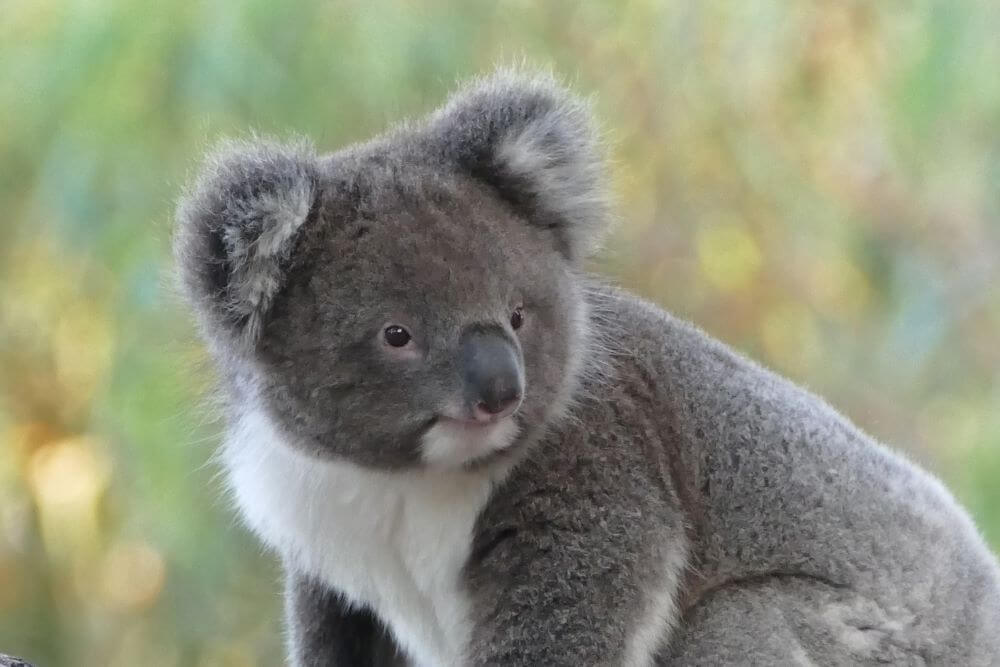 Kangaroo Island Koala