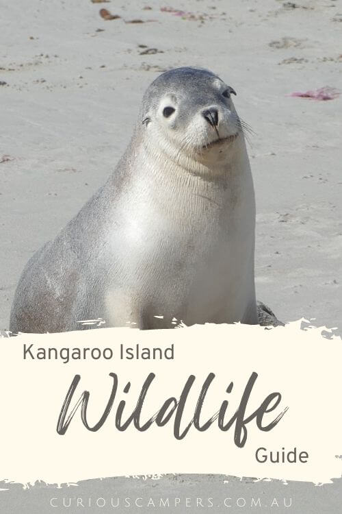 Kangaroo Island Wildlife 