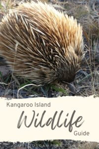 Kangaroo Island Wildlife 