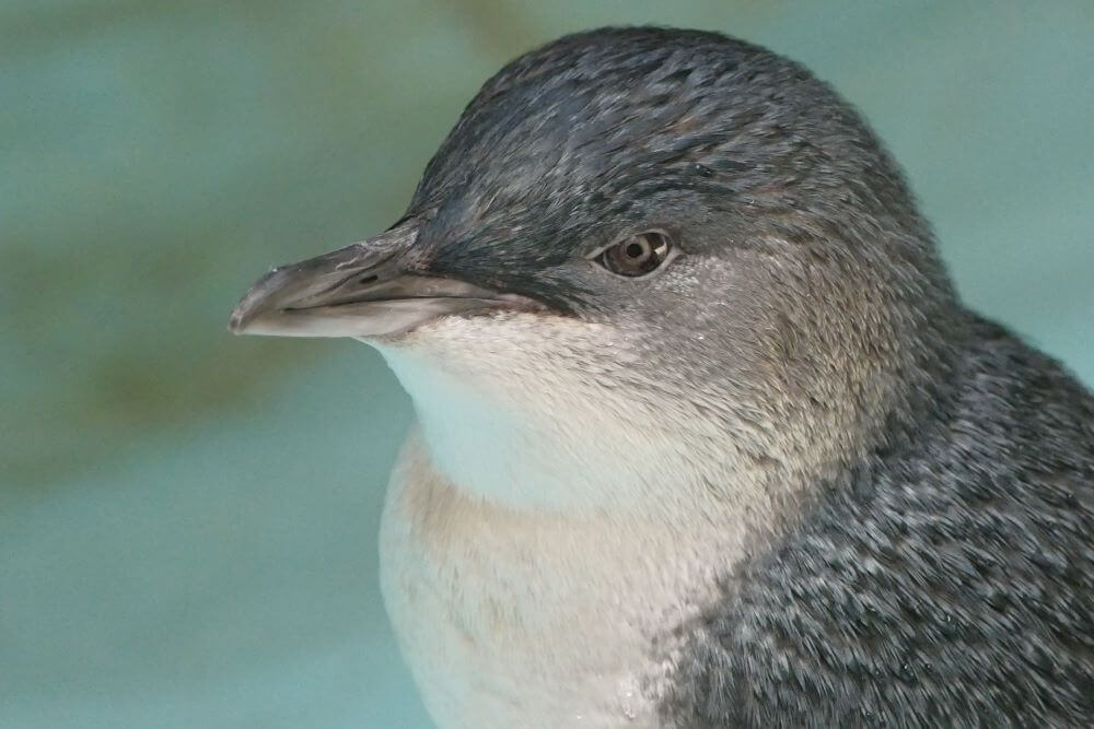 Kangaroo Island wildlife park Fairy Penguin