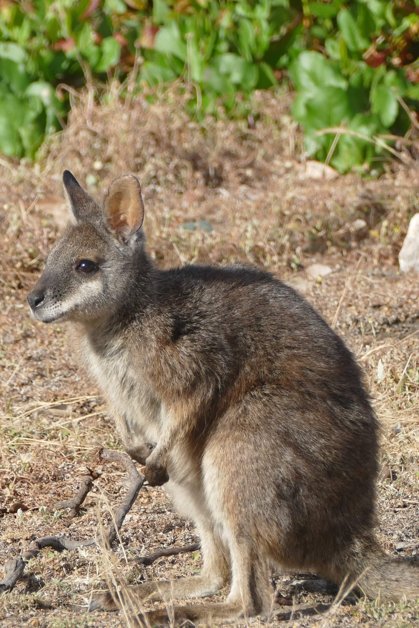 Kangaroo Island Caravan Parks Wildlife