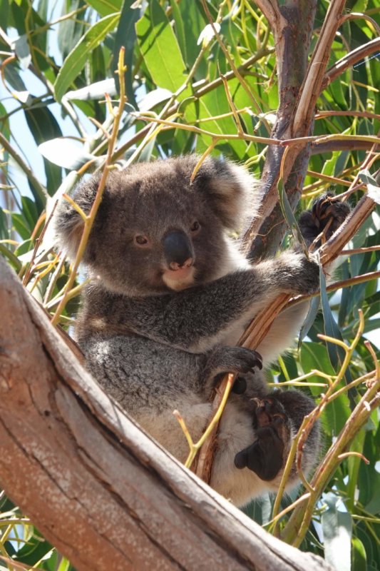 Western KI Koala
