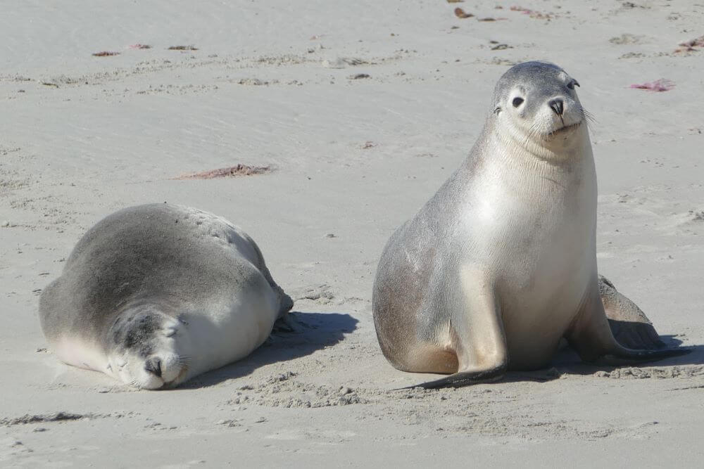 Seal Bay Conservation Park
