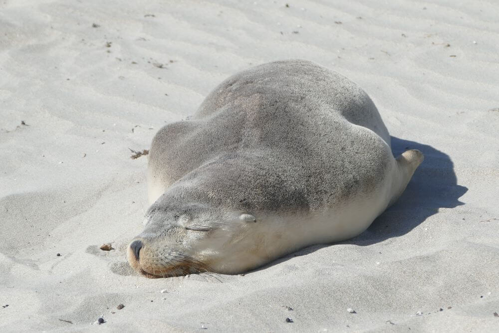 Seal Bay Kangaroo Island