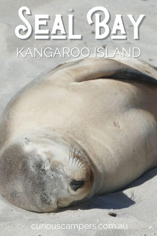 Seal Bay Kangaroo Island