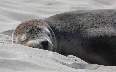 Seal Bay Kangaroo Island Complete Guide