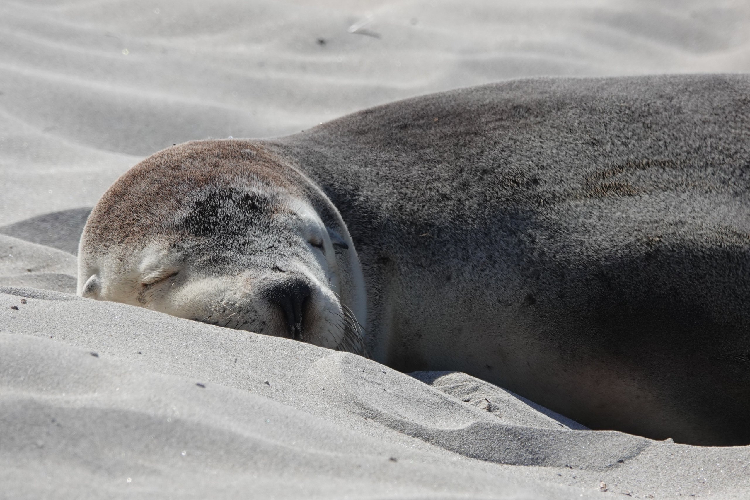 Seal Bay Kangaroo Island Complete Guide - Curious Campers
