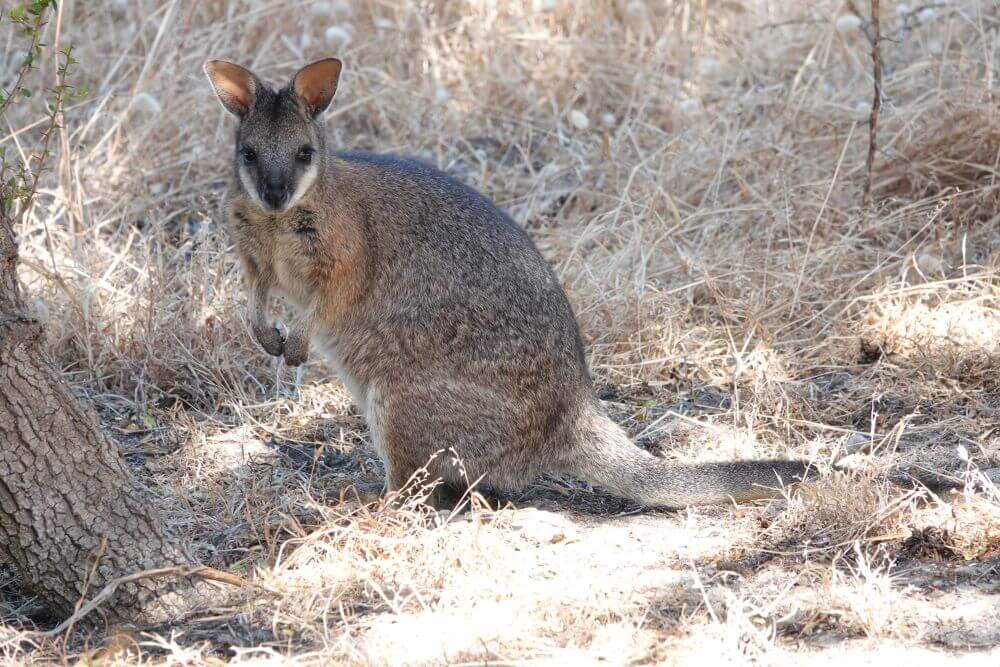 Kangaroo Island Wallabies