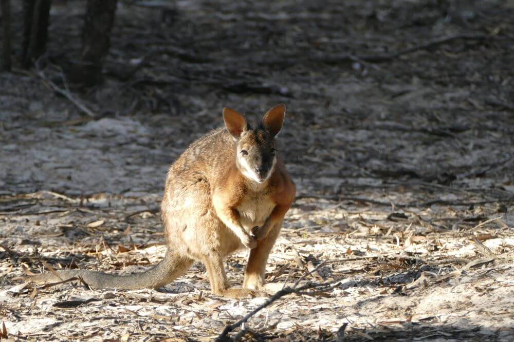 Wallaby Run