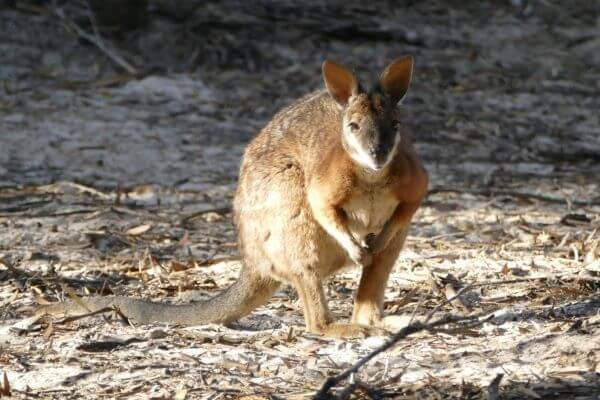 Wallaby - Emu Bay Kangaroo Island
