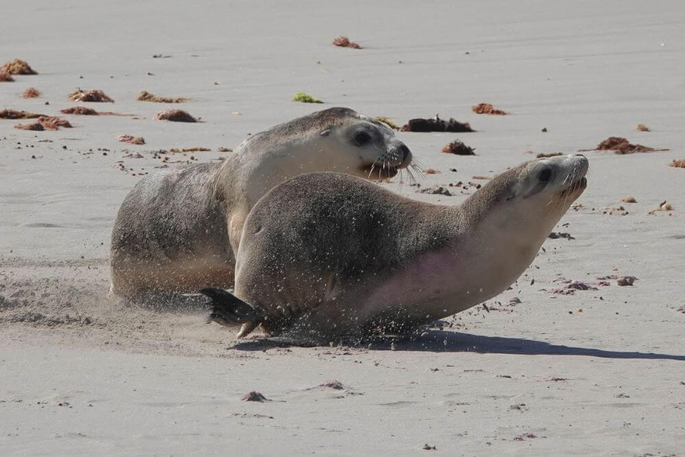 Sea Lions at Play