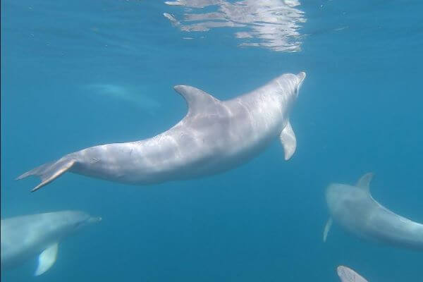 Dolphin Swim 
