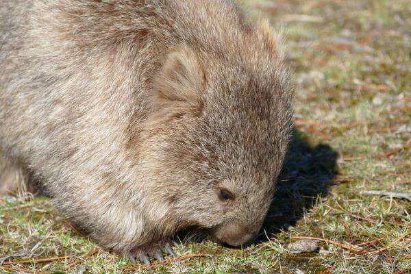 Hobart Day Trip to Maria Island - Wombat