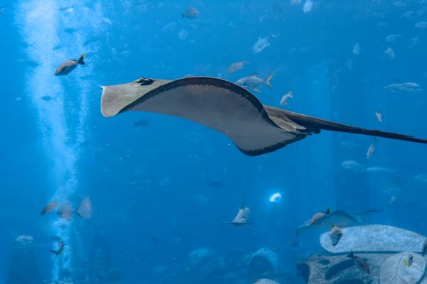 Smooth Sting Ray