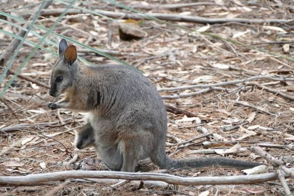 Kangaroo Island Wallaby