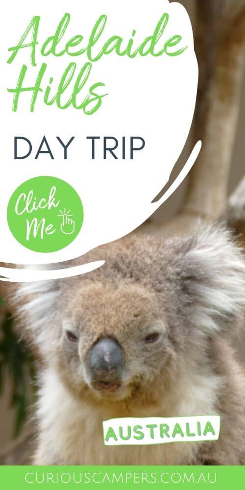 Things to do in the Adelaide Hills - Koala