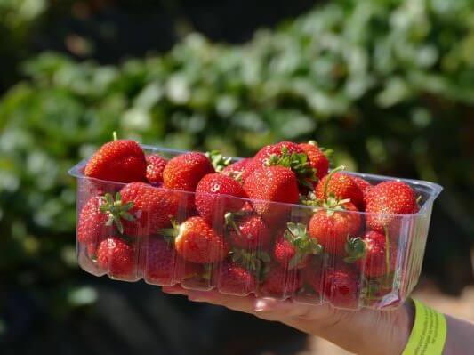 Beerenberg Strawberry Farm