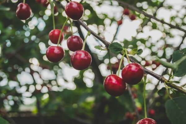 Things to do in the Adelaide Hills - Fruit Picking