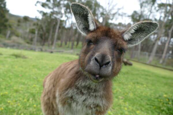 Things to do in the Adelaide Hills - Wildlife