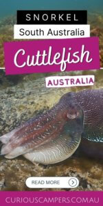 Whyalla Cuttlefish