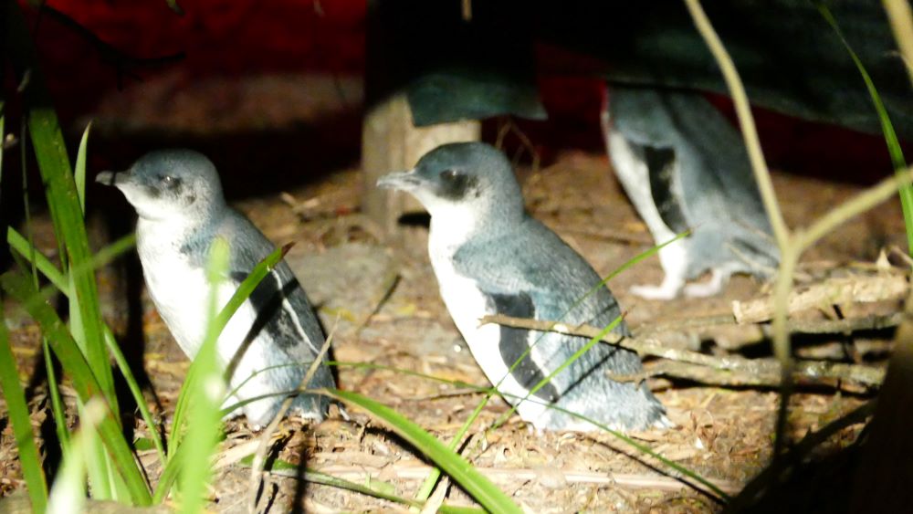 Bicheno Penguins