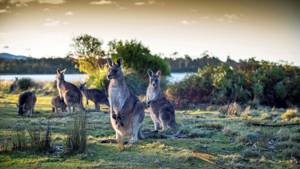 Things to do in Bicheno: Kangaroos at East Coast Natureworld