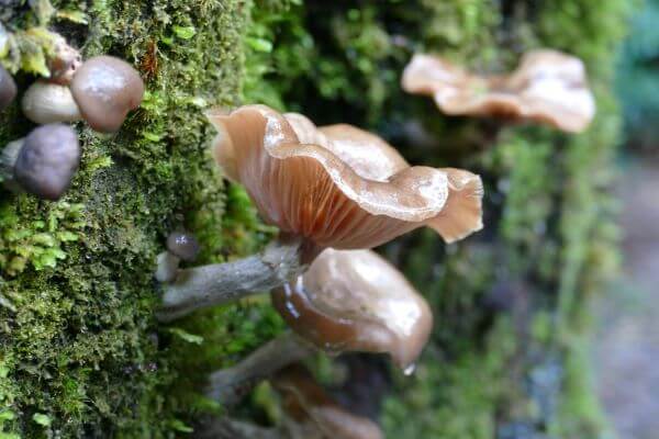 Nelson Falls Fungi