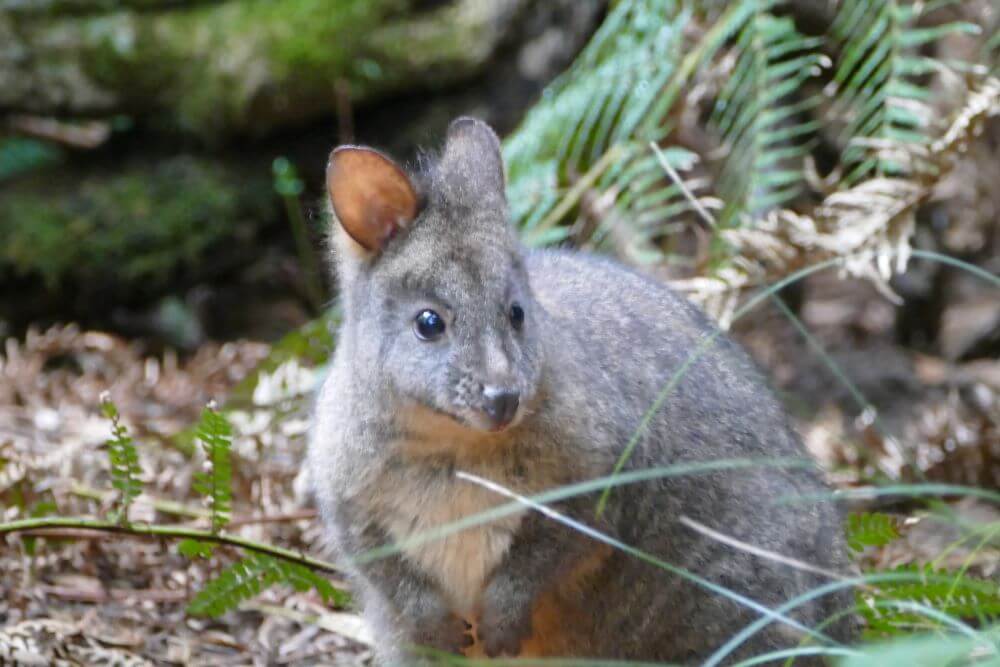 Pademelon