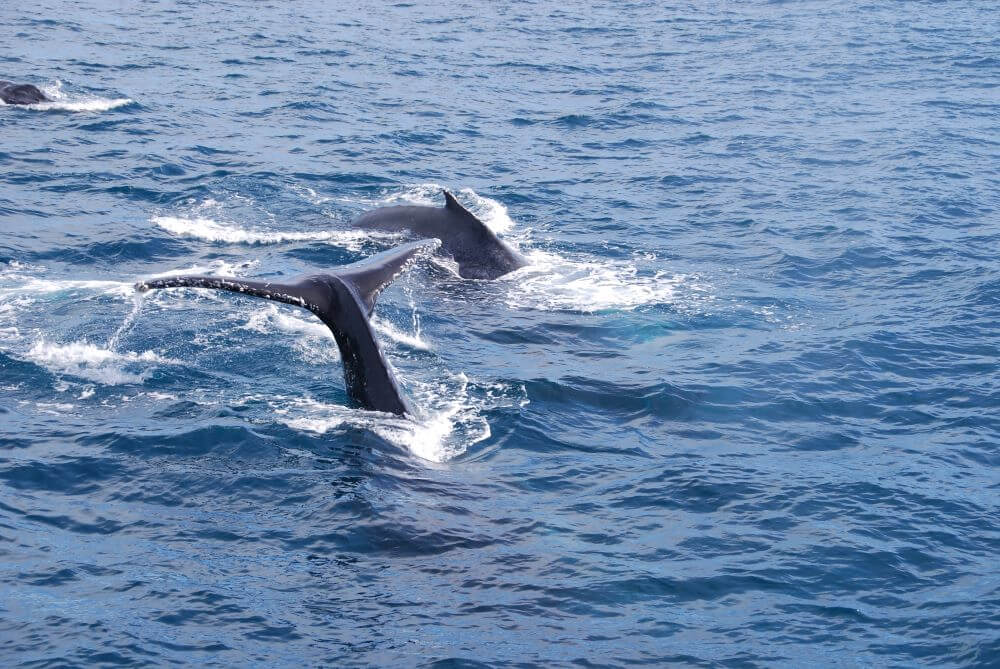 Wildlife in Tasmania: Whale Watching