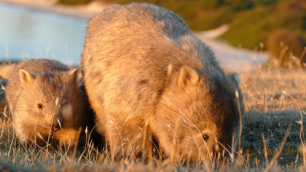Wildlife in Tasmania: Maria Island Wombats