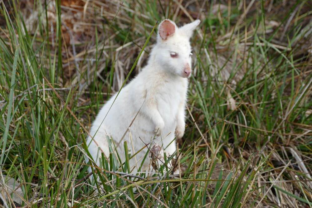 Bruny Island White Wallaby