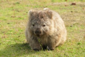 Maria Island Wombat