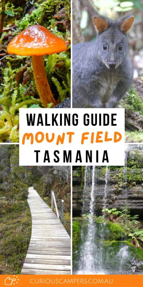 Mount Field Waterfalls & Walks | Visitor Guide