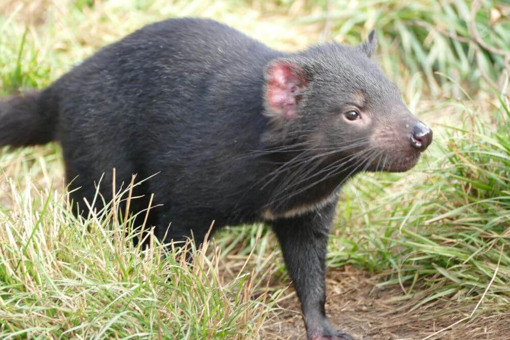 Tasmanian Devil