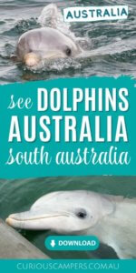 Whyalla Dolphins