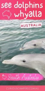 Whyalla Dolphins