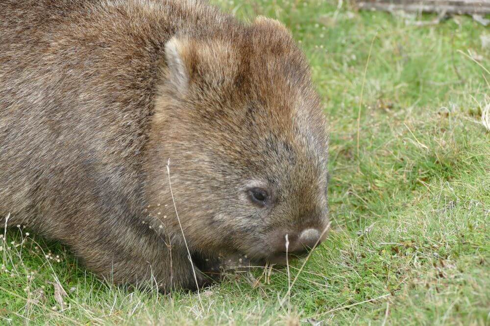 Cradle Mountain Wombat