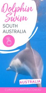 Dolphin Cruise Adelaide