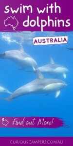 Dolphin Cruise Adelaide
