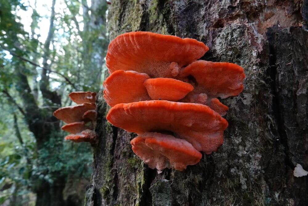 Fungi on King Billi Walk
