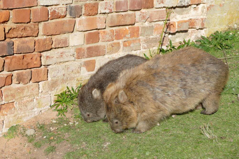 Maria Island Wombats