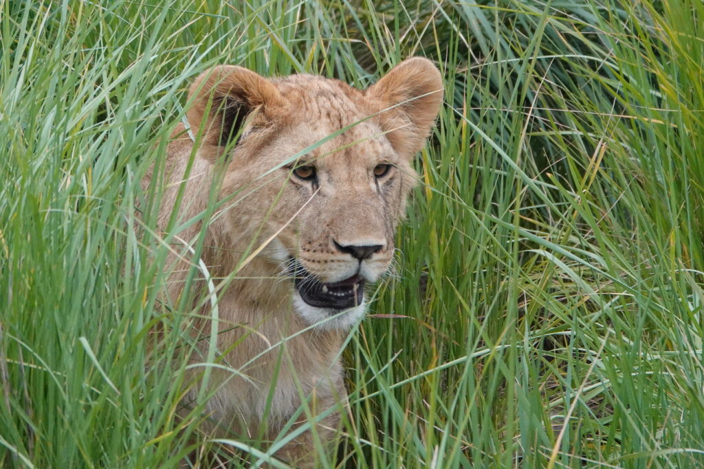 Monarto Lion Cub